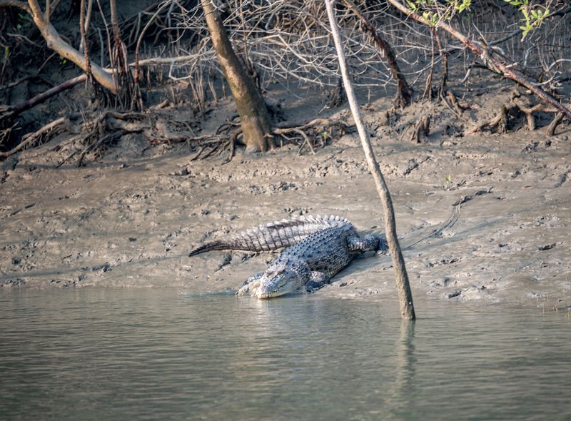Groepsreis India en Bhutan krokodil in mangrove