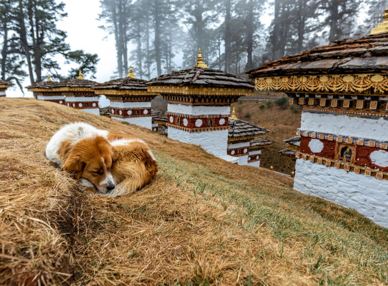 Groepsreis India en Bhutan