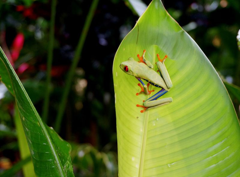 Costa Rica