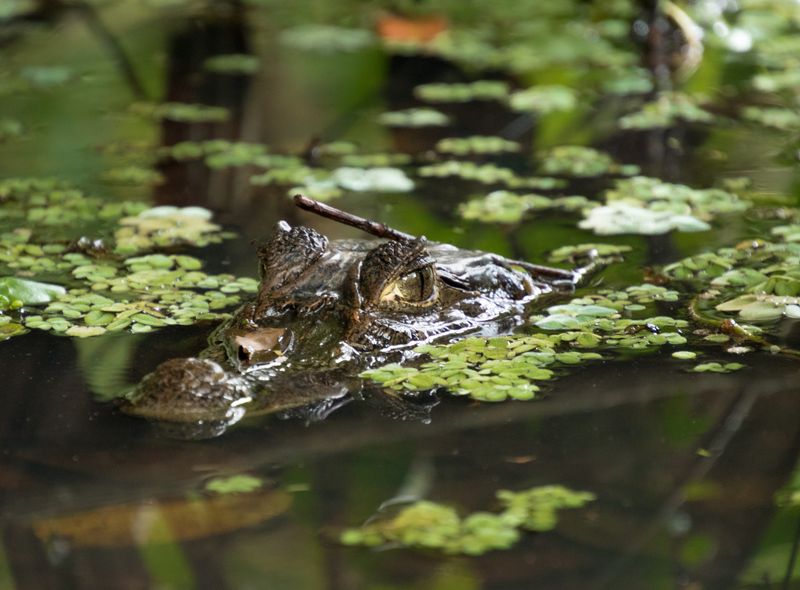 Groepsreis Costa Rica, Comfort