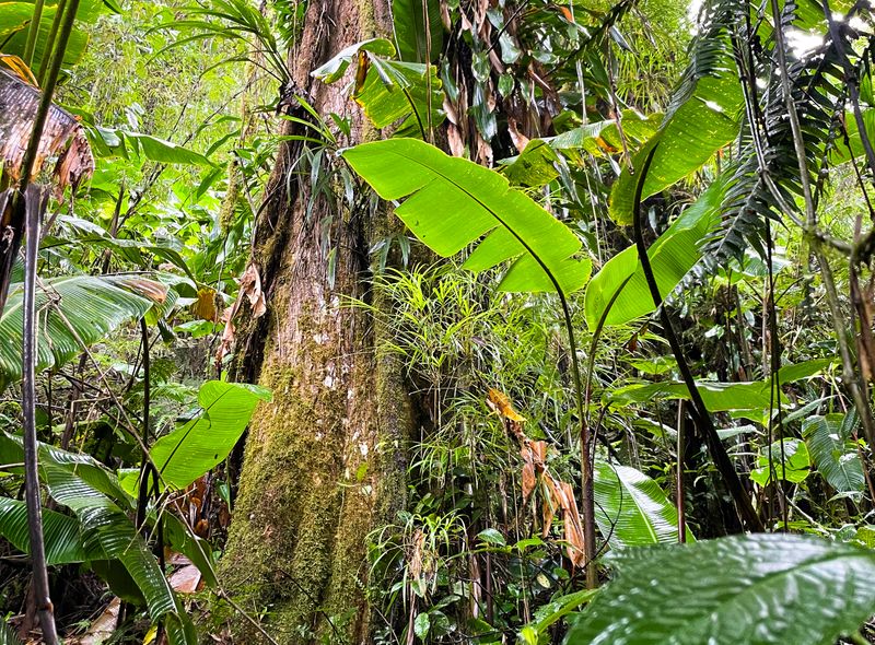 Groepsreis jongerenreis Costa Rica en Panama