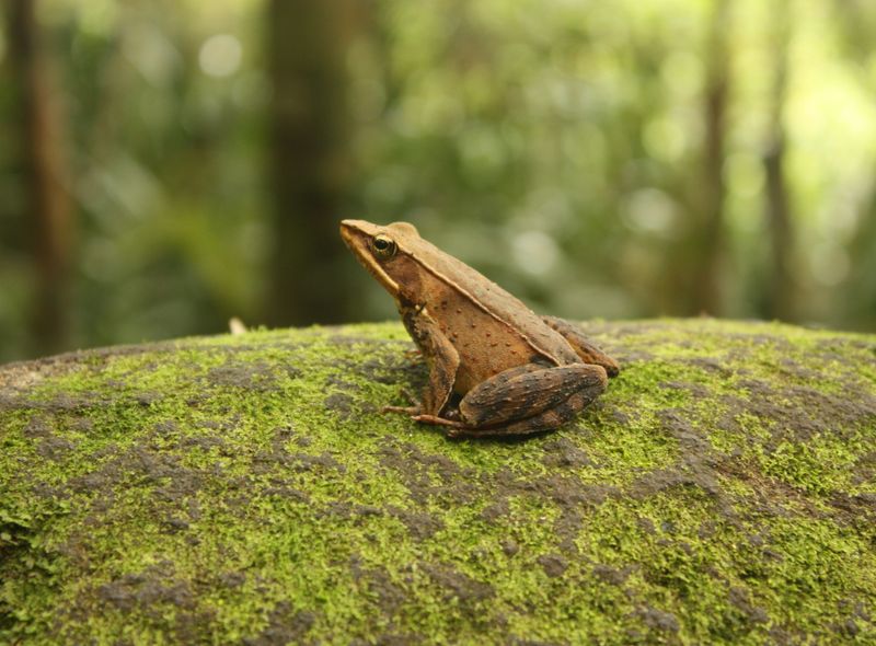 Groepsreis Costa Rica, Comfort