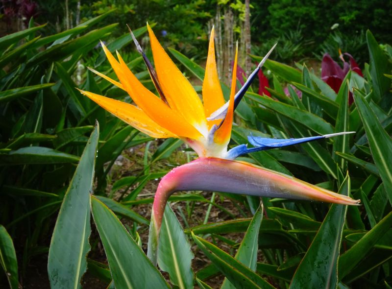 Joker Groepsreis Cuba