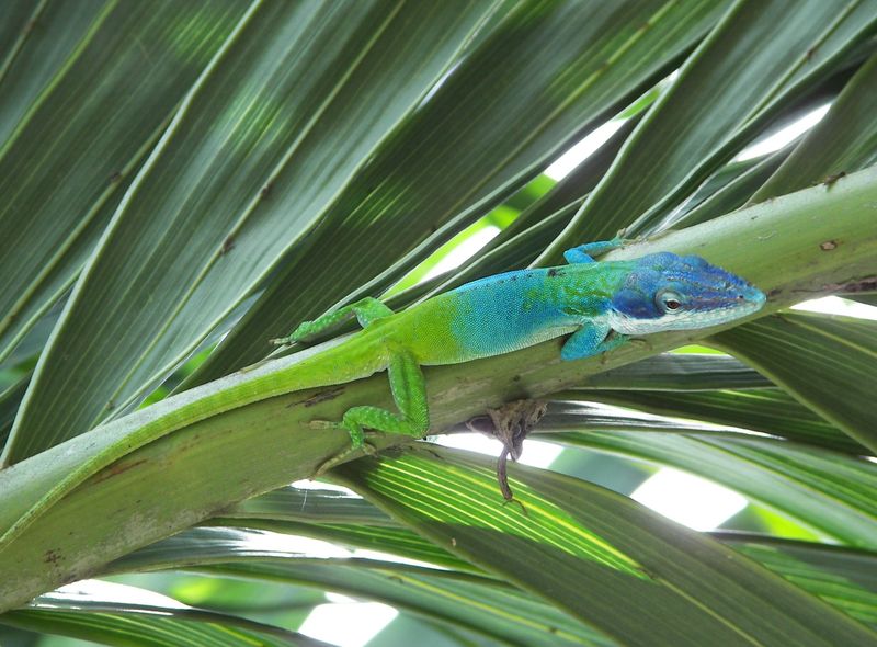 Joker Groepsreis Cuba