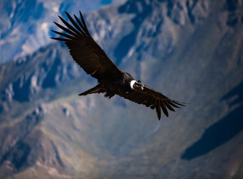 Condor Colca Canyon