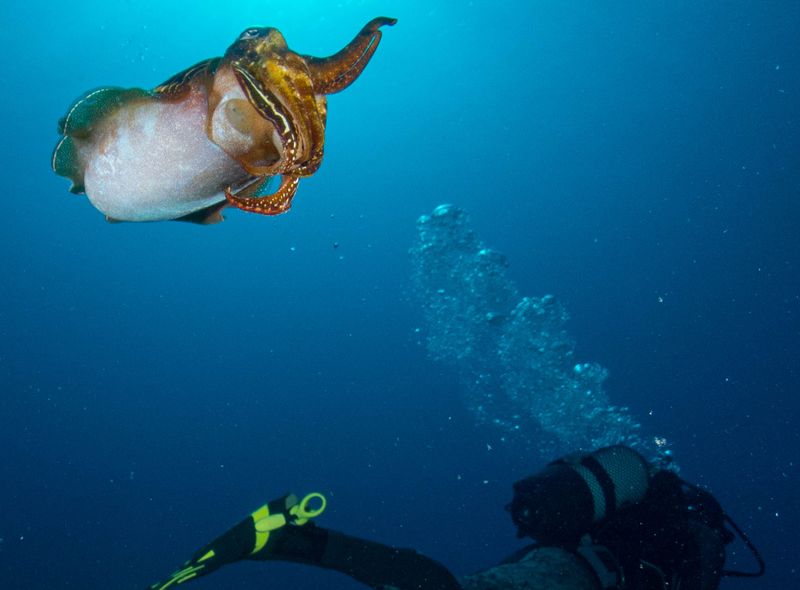 Spanje: Lanzarote Surf &amp; Dive