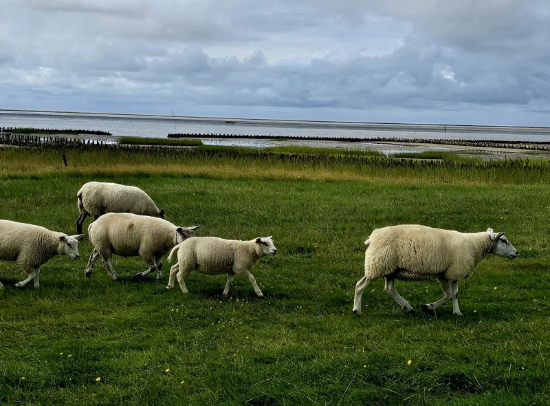 groepsreis Denemarken