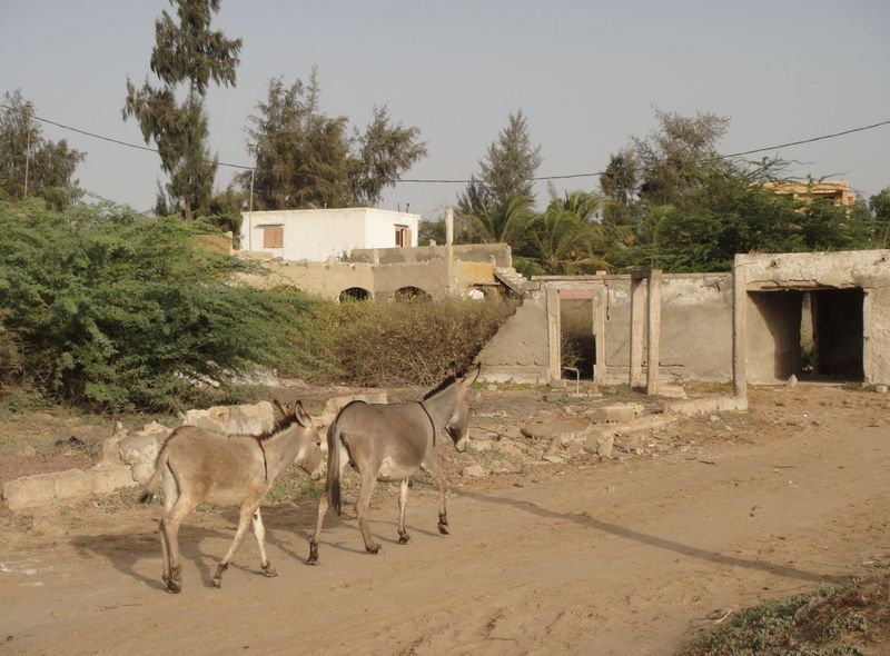 Senegal groepsreis Afrika rondreis