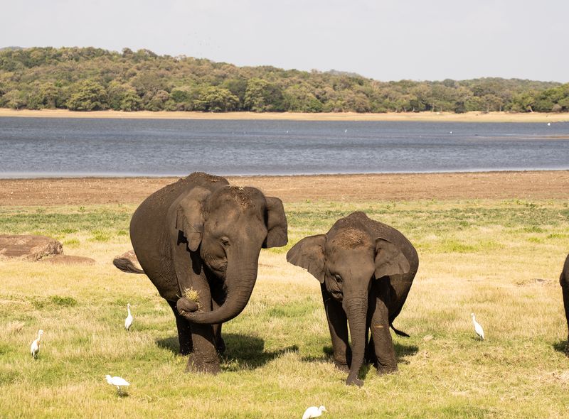 Sri Lanka groepsreis - olifanten