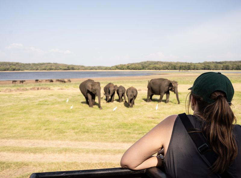 Sri Lanka groepsreis - olifantensafari