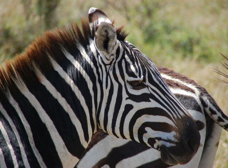 KEGO Tanzania Oeganda Kenia