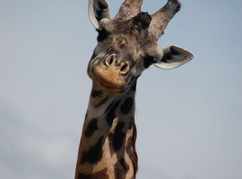KEGO Tanzania Oeganda Kenia wildlife safari