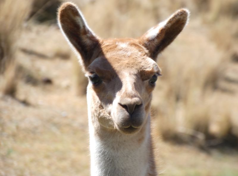 Groepsreis Bolivia en Peru