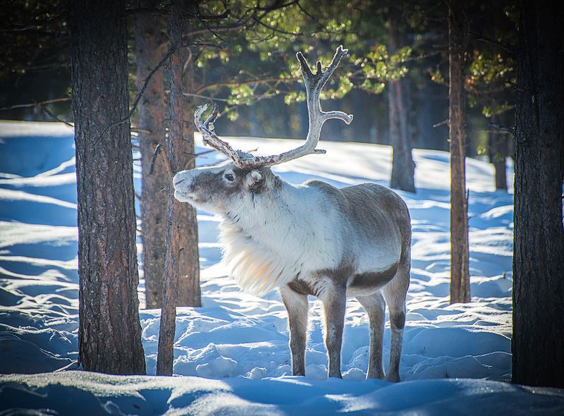 Groepsreis Winter Lapland