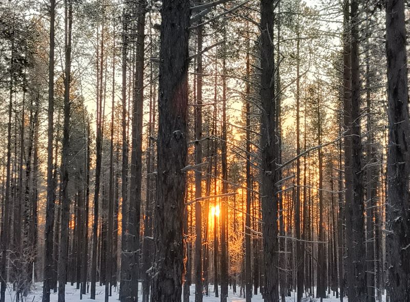 Groepsreis Winter Lapland