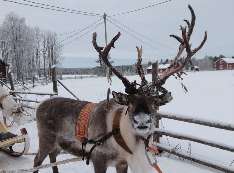 Groepsreis Fins Lapland