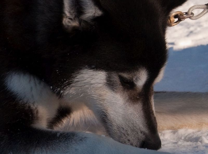 Husky