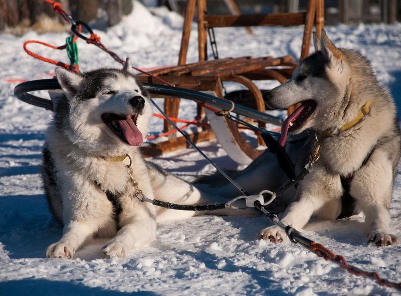 Husky