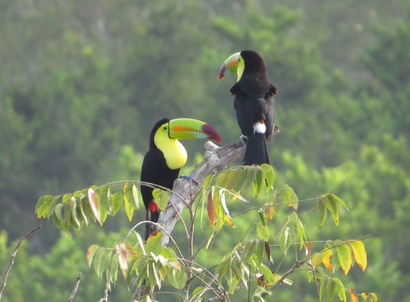 Guatemala &amp; Honduras