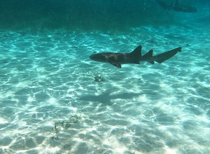 Groepsreis Guatemala, Belize en Mexico