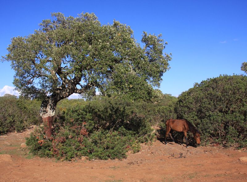 Groepsreis Sardinië