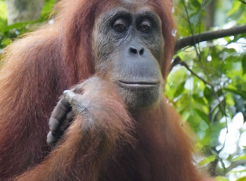 Oerang-oetan