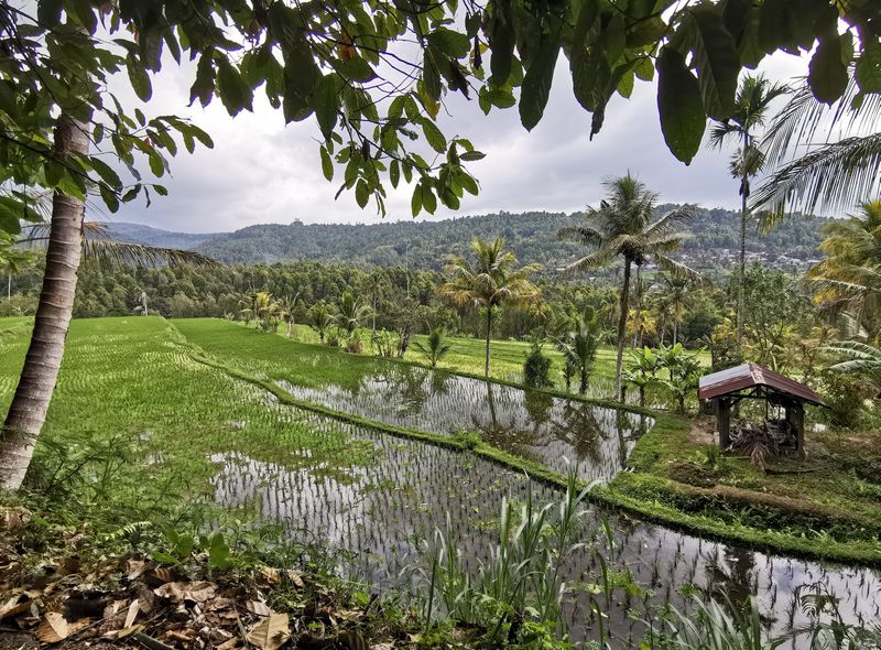 Bali rijstterrassen