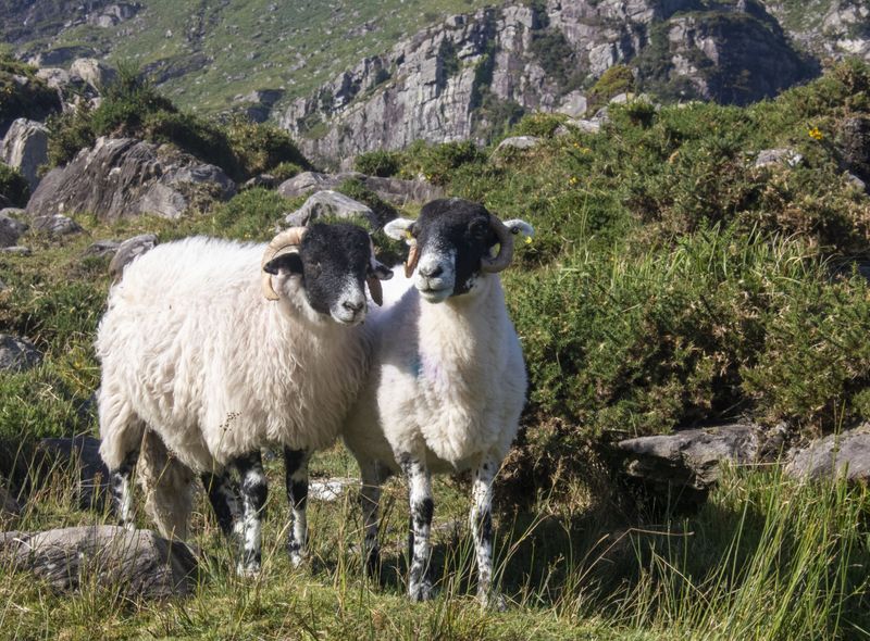 Groepsreis Ierland