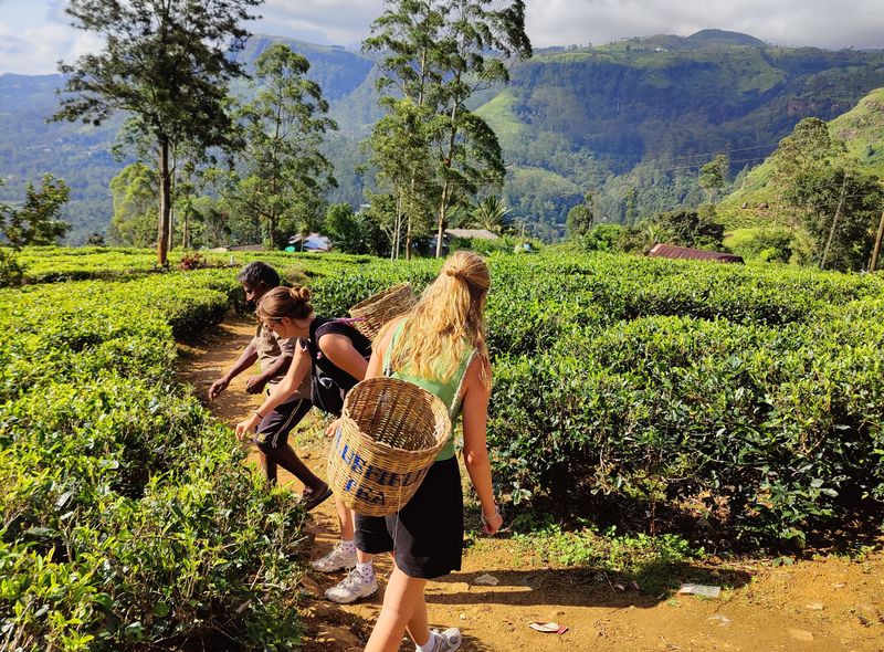 Sri Lanka groepsreis - theevelden