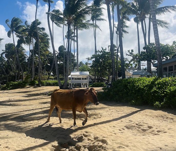 Las Terrenas