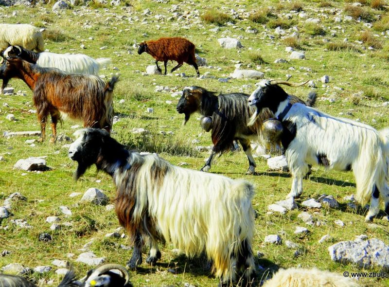 Groepsreis Albanië Zagoria