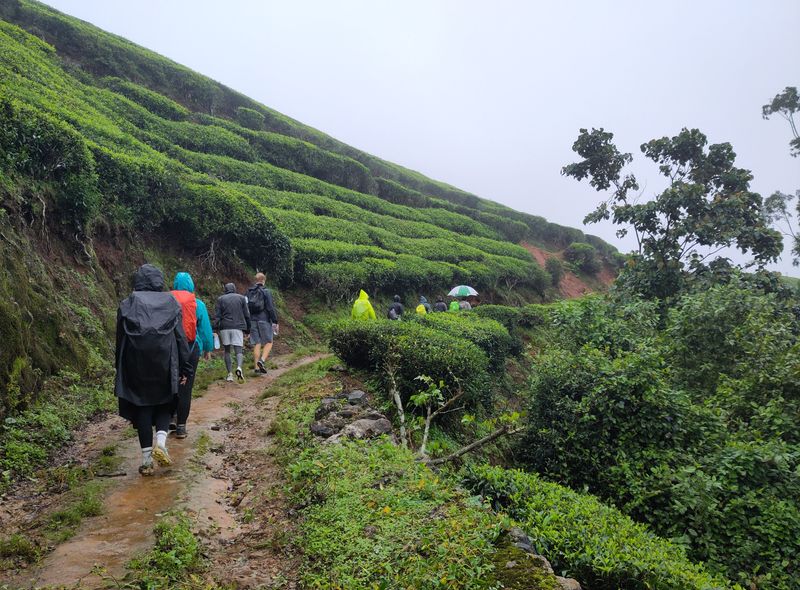 Zuid-India groepsreis wandeltocht Munnar