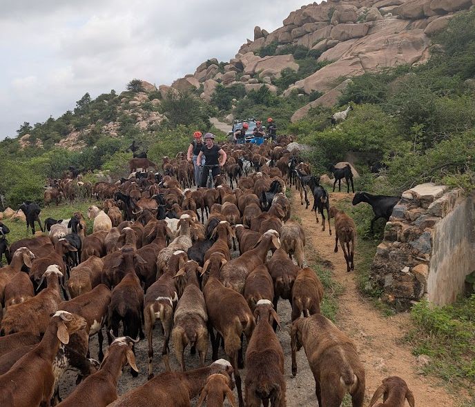 Zuid-India groepsreis fietsen tussen de geiten in Hampi