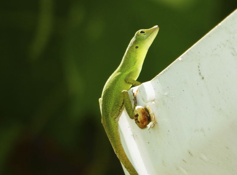 Joker Groepsreis Jamaica