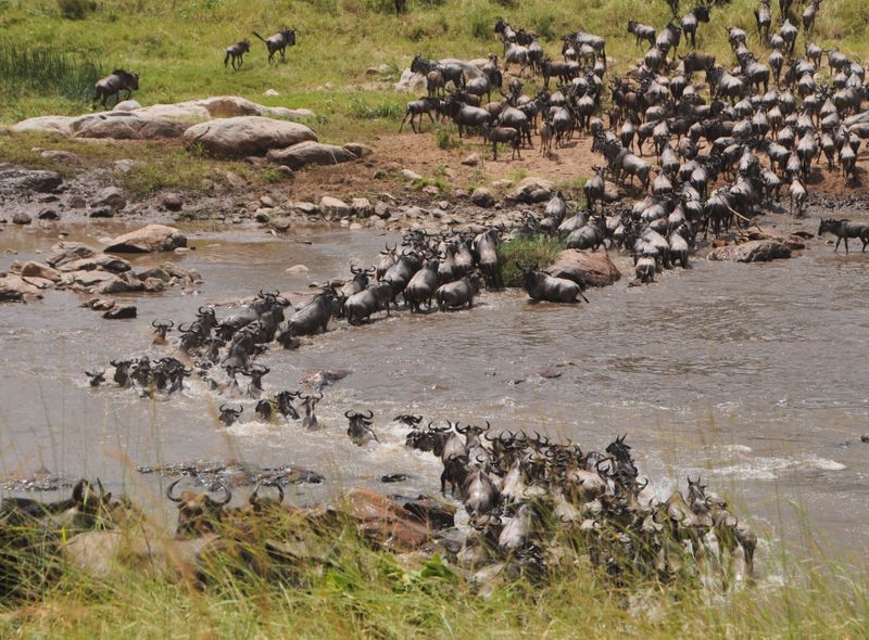 Groepsreis Kenia en Tanzania Grote Trek gnoes