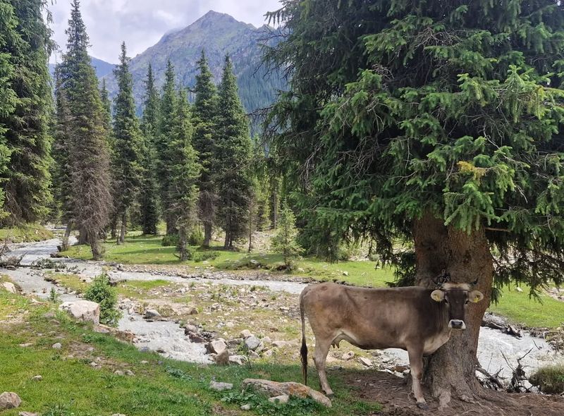 Groepsreis Kirgizië
