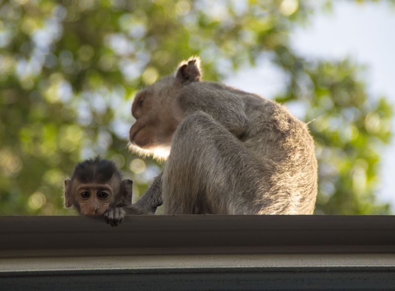Aapjes bij tempel Phnom Sampov