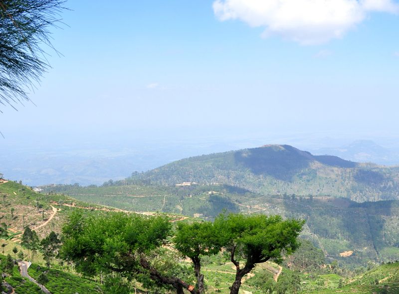 Theeplantage Sri Lanka Zuid-Azië rondreis