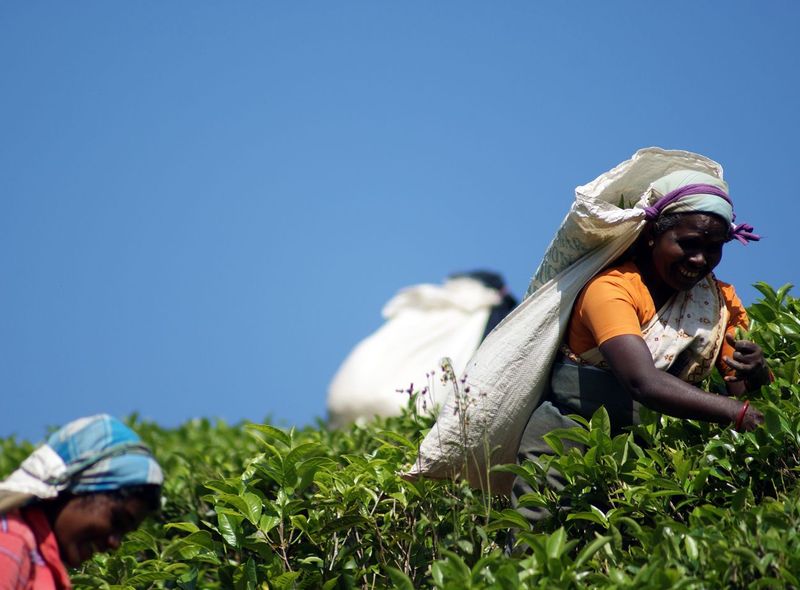 Groepsreis Sri Lanka theevelden en theeplukkers