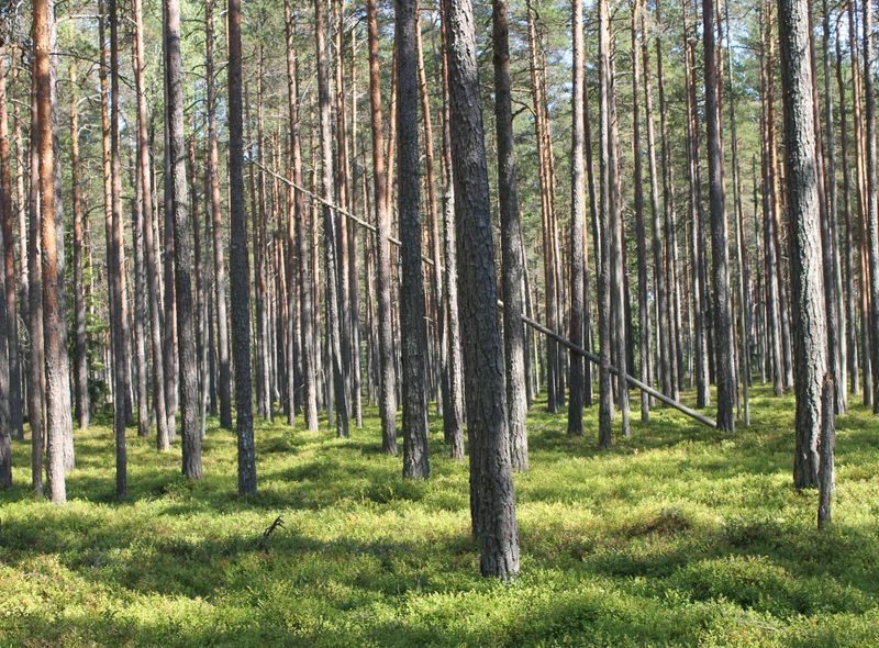 Groepsreis Litouwen Letland Estland