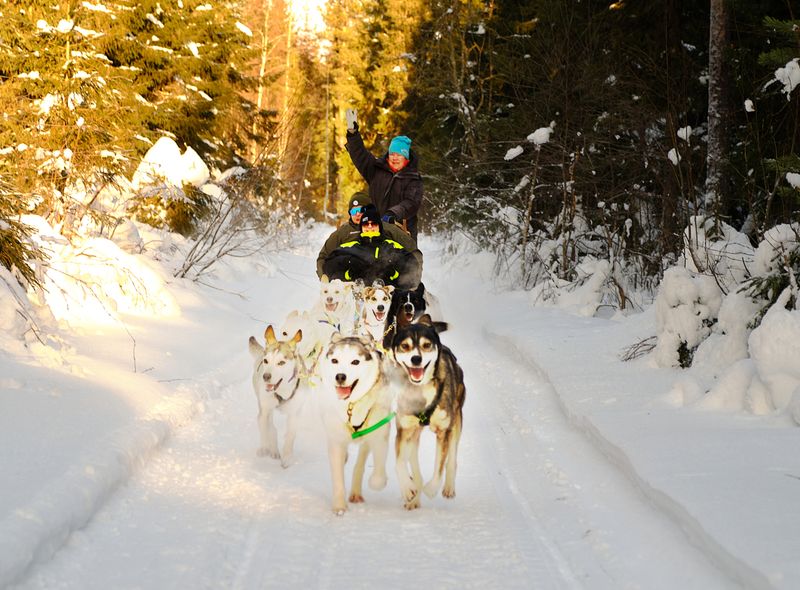 Huskysledetocht Zweden