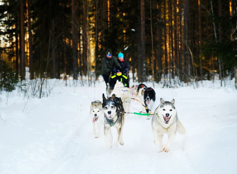 Huskysledetocht