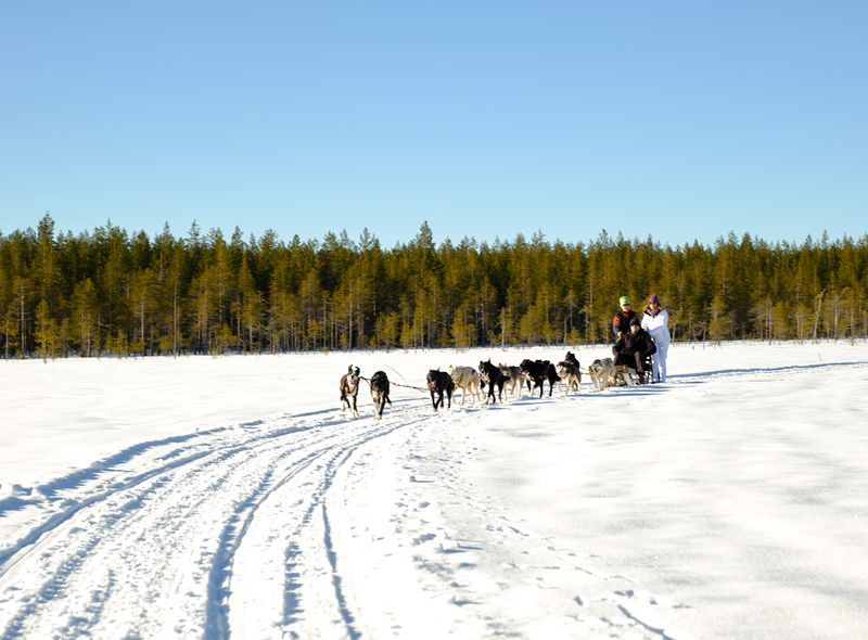 Huskysledetocht Lapland