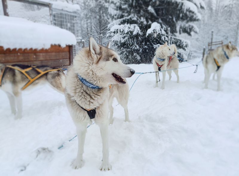 Husky Zweden