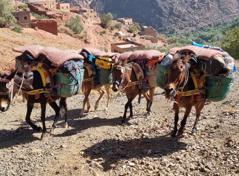 Groepsreis Marokko Toubkal trekking met ezels