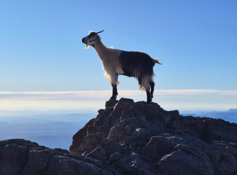 Groepsreis Marokko Toubkal trekking fauna