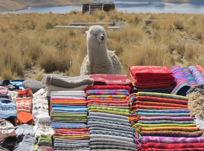 Alpaca aan stoffenkraam