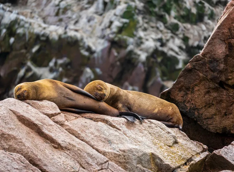 Islas Ballestas