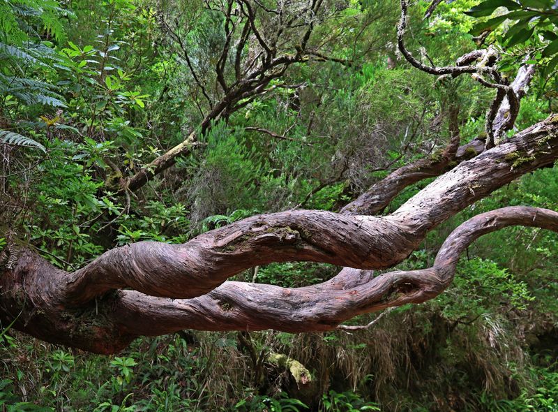 Groepsreis Portugal wandeltocht Madeira