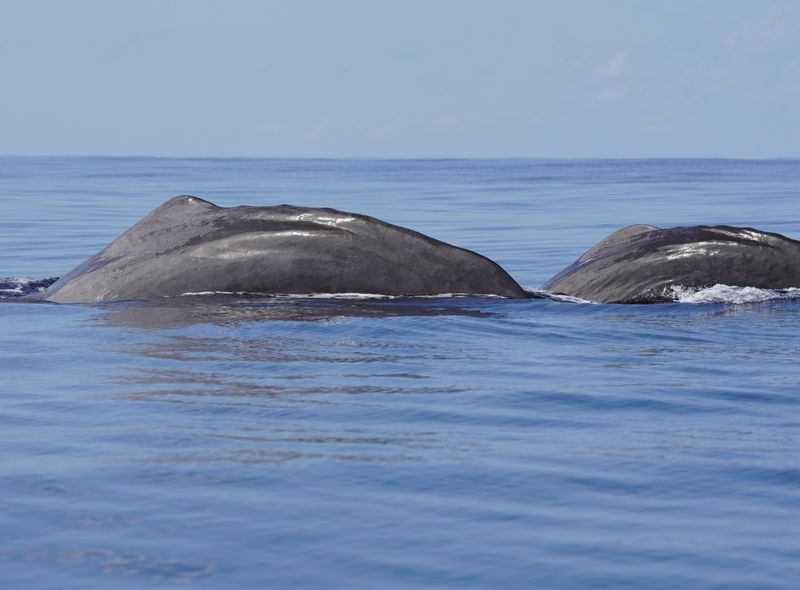 Portugal - Azoren groepsreis